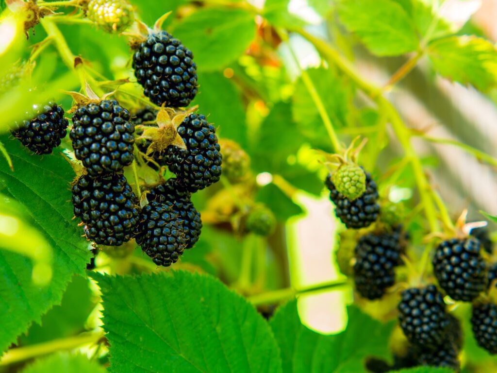 Discover the amazing world of mulberries with our Comprehensive Guide! Uncover the health benefits, versatile uses, and delicious recipes featuring these nutrient-packed berries. Whether you're looking to boost your diet or explore creative culinary ideas, our guide has everything you need to enjoy mulberries to the fullest! Comprehensive Guide to Mulberries: Health Benefits, Uses, and Recipes