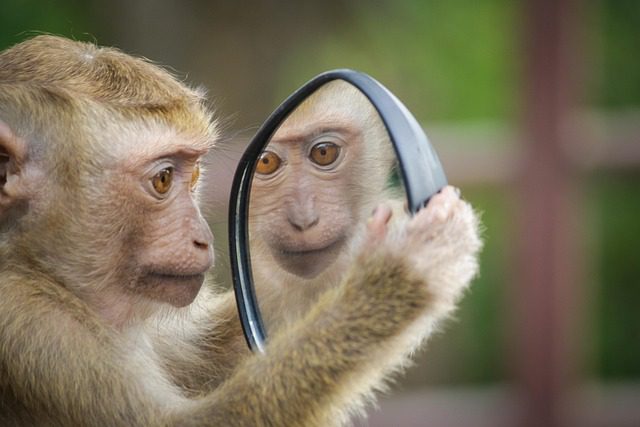 Self-Reflection-Test