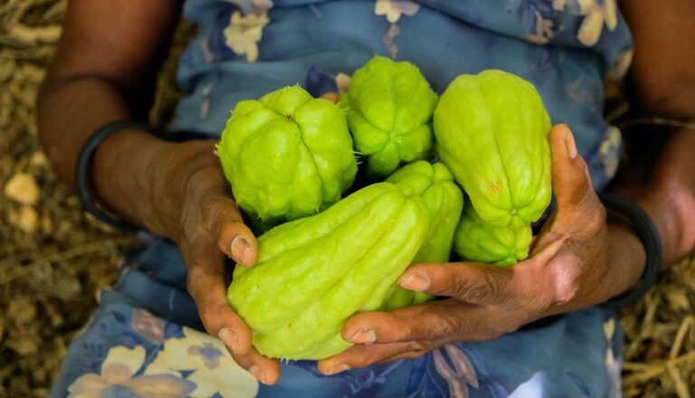 How to Plant and Grow Chayote: Complete Growing Guide 2