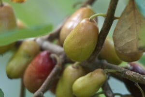 Benefits of Ogeechee Limes