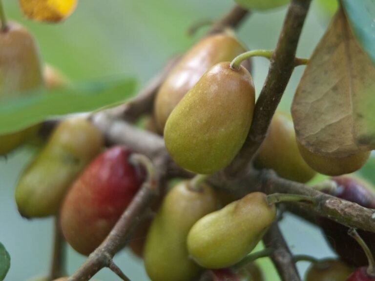 Ogeechee Limes Benefits: Uses, Nutrition & Growing Guide Benefits of Ogeechee Limes
