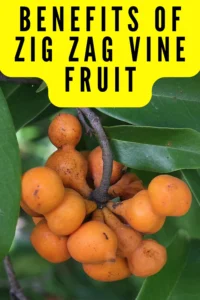 Exploring the Nutritional Benefits of Zig Zag Vine Fruit Benefits of Zig Zag Vine Fruit