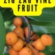 Benefits of Zig Zag Vine Fruit