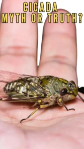 Do Cicadas Really “Sing Until They Explode”? Debunking the Myth and Exploring Their Life Cycle Cicada - Myth or Truth