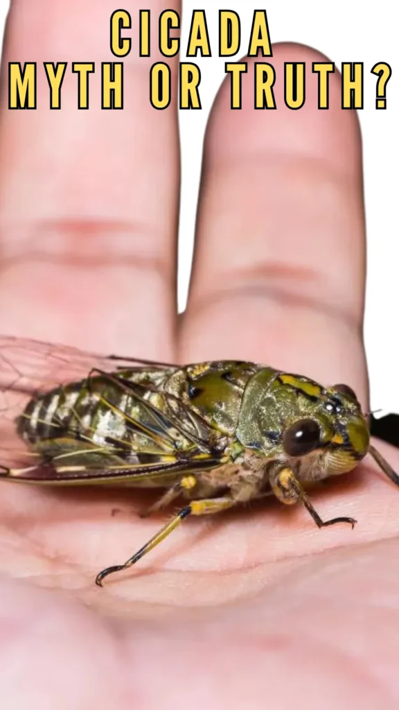 Cicada - Myth or Truth