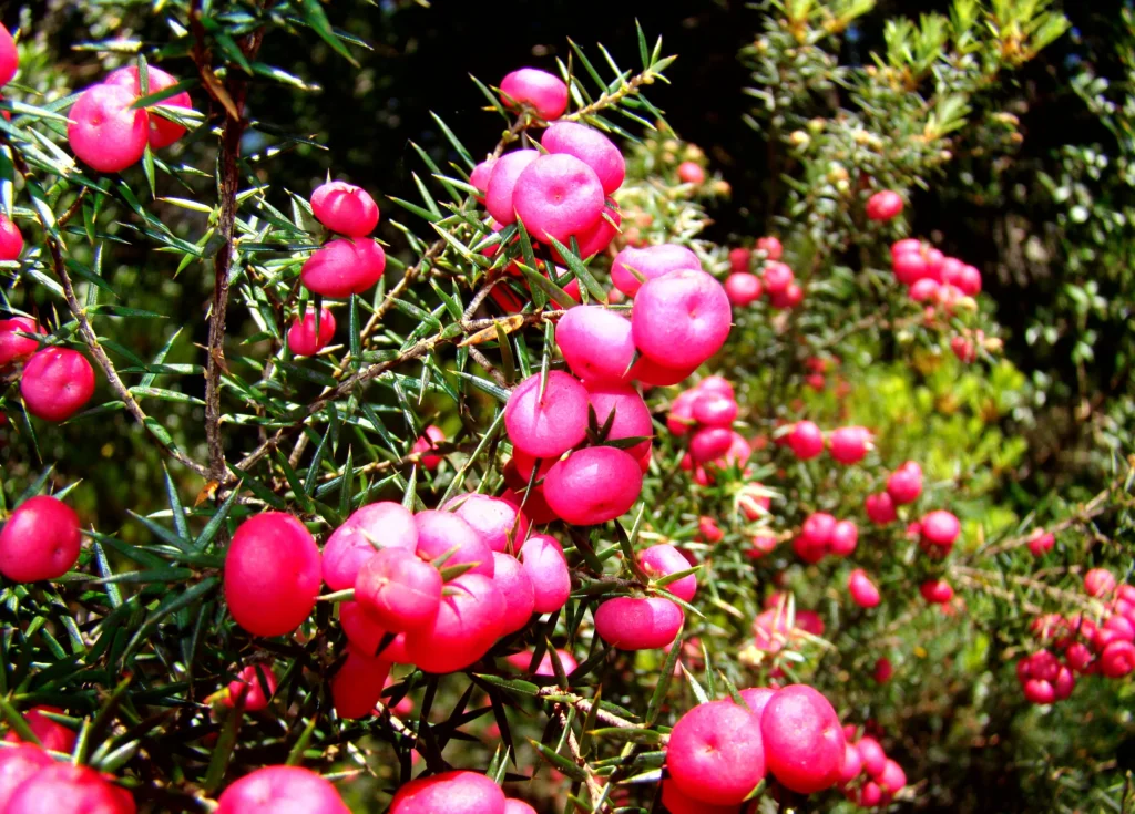 Emu Berries