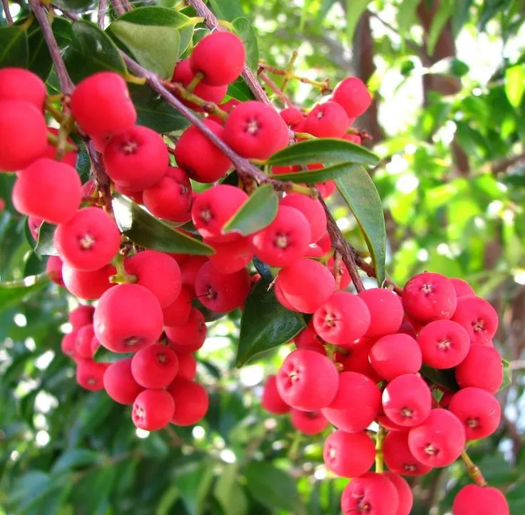 Emu-Berries