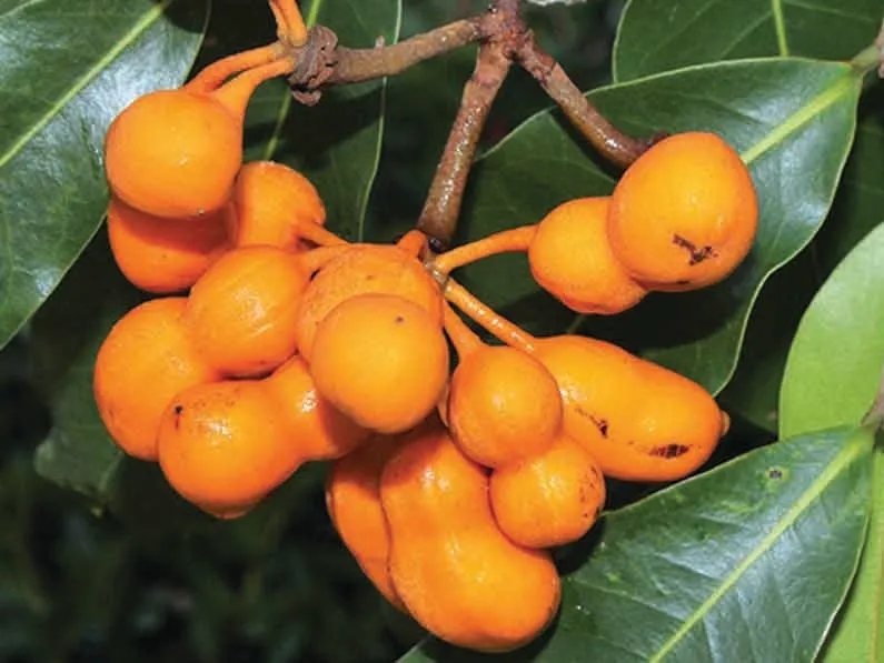 Zig Zag Vine Fruit