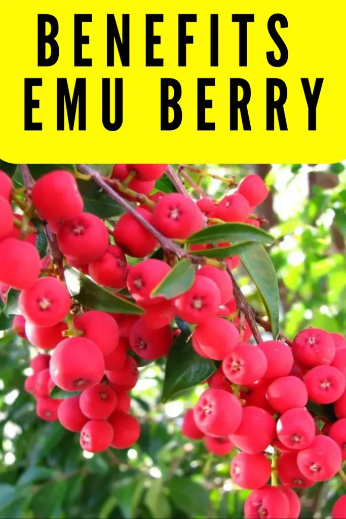 Nutritional Benefits of Emu Berry