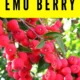 Nutritional Benefits of Emu Berry