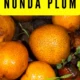 What is Nonda Plum and Its Nutritional Benefits