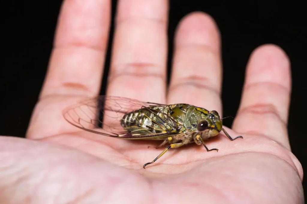 cicada