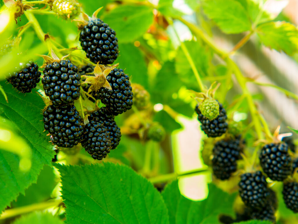 Comprehensive Guide to Mulberries: Health Benefits, Uses, and Recipes