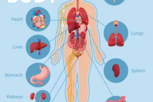 human-organs-infographics