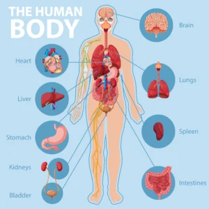 The Fascinating World of the Human Body: A Journey Through Its Marvels human-organs-infographics