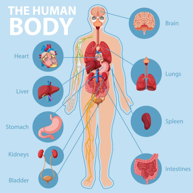 Human Body: Fascinating Facts, Organs, and How It Works human-organs-infographics