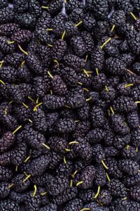 Comprehensive Guide to Mulberries: Health Benefits, Uses, and Recipes Comprehensive Guide to Mulberries: Health Benefits, Uses, and Recipes