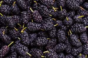 Comprehensive Guide to Mulberries: Health Benefits, Uses, and Recipes