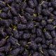 Comprehensive Guide to Mulberries: Health Benefits, Uses, and Recipes