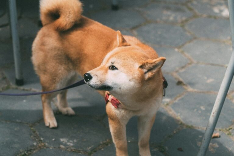 Psyllium Husk for Dogs: 5 Proven Benefits or Just Hype? Akita wearing collar