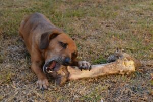 Psyllium Husk for Dogs